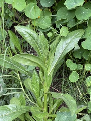 Helminthotheca echioides