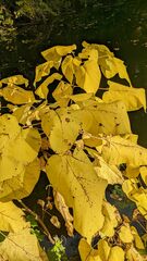 Amauromyza pleuralis