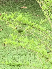 Brotogeris cyanoptera