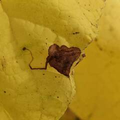 Amauromyza pleuralis