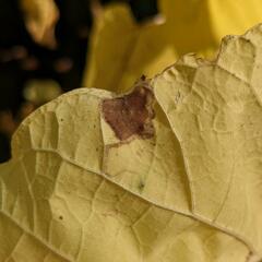 Amauromyza pleuralis