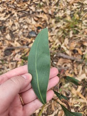 Acacia falcata