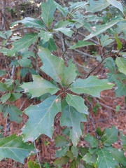 Quercus robusta
