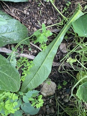 Helminthotheca echioides