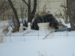 Tympanuchus phasianellus