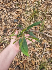 Acacia falcata