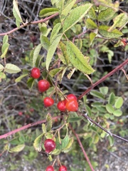 Rosa californica