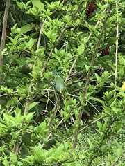 Brotogeris cyanoptera