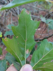 Quercus robusta