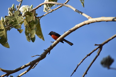 Myioborus miniatus