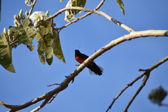Myioborus miniatus
