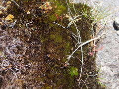 Campylopus atrovirens