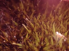 Campylopus atrovirens