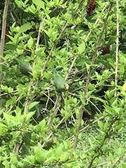 Brotogeris cyanoptera