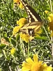 Heraclides cresphontes