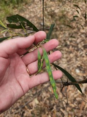 Acacia falcata
