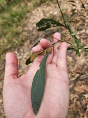 Acacia falcata