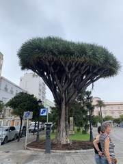 Dracaena draco