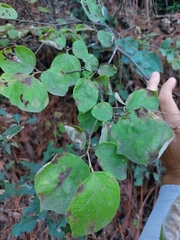 Styrax platanifolius