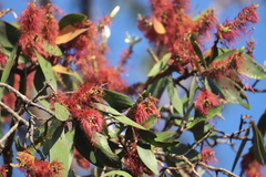 Melaleuca viridiflora