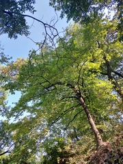 Cornus florida urbiniana