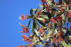 Melaleuca viridiflora