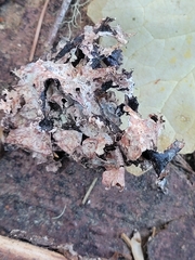 Parmelioideae