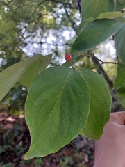 Cornus florida urbiniana
