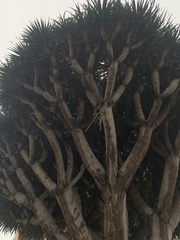 Dracaena draco