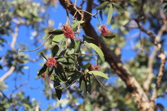 Melaleuca viridiflora