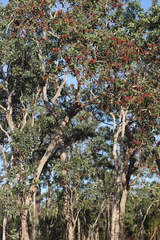 Melaleuca viridiflora