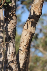 Melaleuca viridiflora