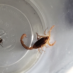 Centruroides ornatus