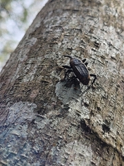 Homalinotus deplanatus