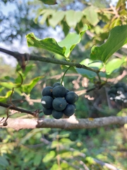 Smilax bona-nox