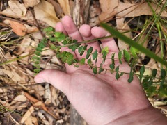 Pultenaea spinosa