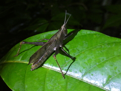 Colpolopha latipennis
