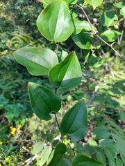 Smilax bona-nox