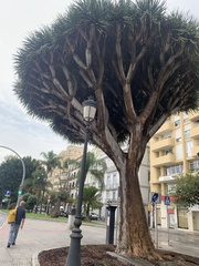 Dracaena draco