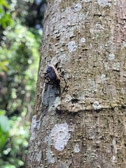 Homalinotus deplanatus