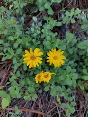 Heterotheca mucronata