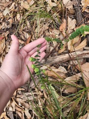 Pultenaea spinosa