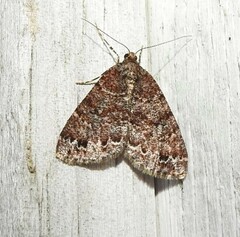 Pseudocoremia productata