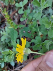 Heterotheca mucronata