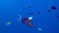 Odonus niger
