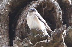 Petrochelidon nigricans