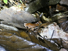 Pristimantis conspicillatus