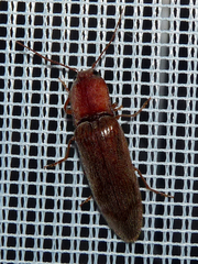 Stenagostus rhombeus