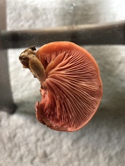 Rhodotus