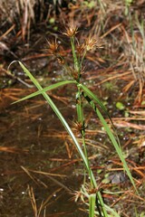 Rhynchospora macrostachya